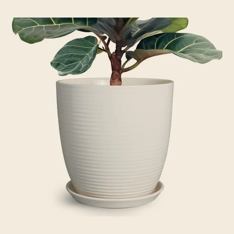 A small desk plant